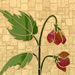 abutilon