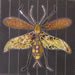bugs