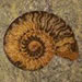 Fossil